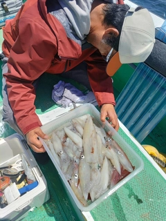 マルイカの釣果