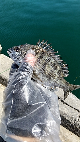 チヌの釣果