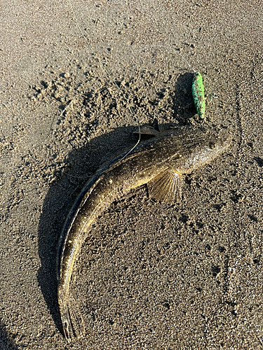 マゴチの釣果