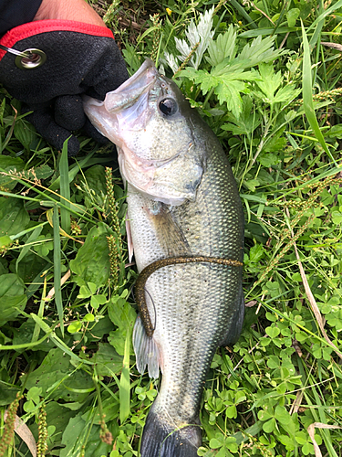 ラージマウスバスの釣果