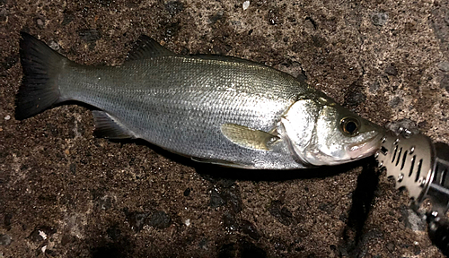 セイゴ（ヒラスズキ）の釣果