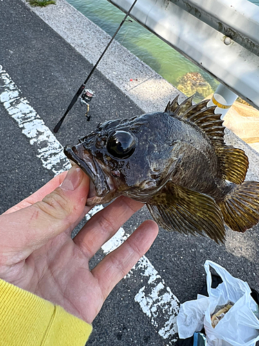 タケノコメバルの釣果