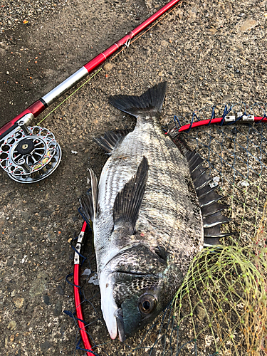 クロダイの釣果