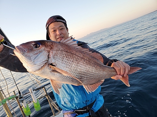 マダイの釣果