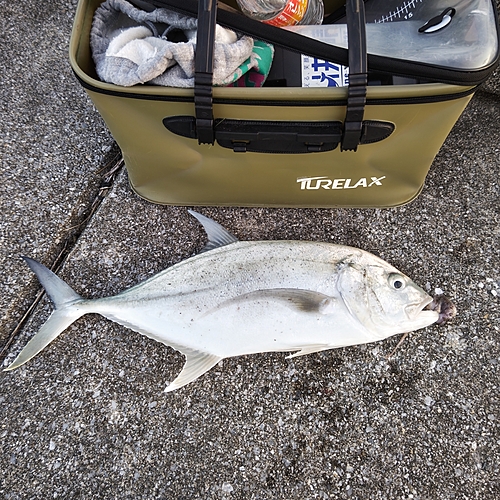 オニヒラアジの釣果