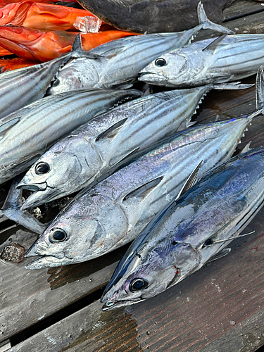 カツオの釣果