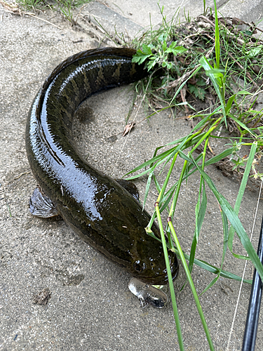 ライギョの釣果