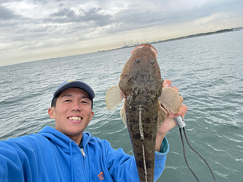 マゴチの釣果