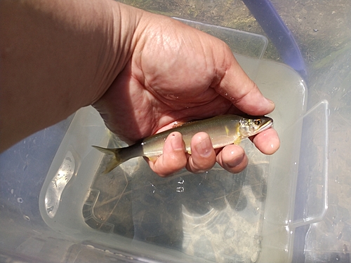 コアユの釣果