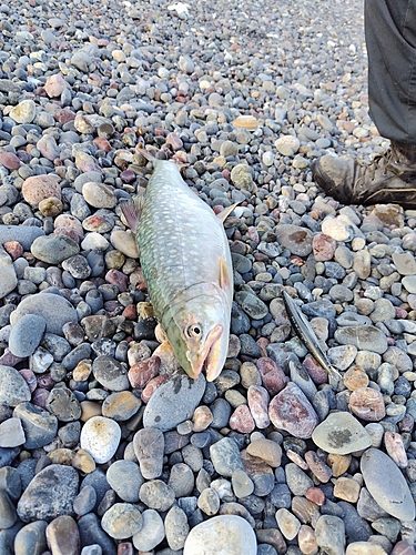 ウミアメの釣果