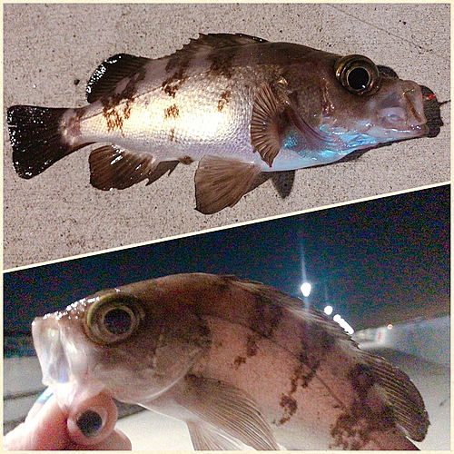 メバルの釣果