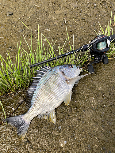 キビレの釣果