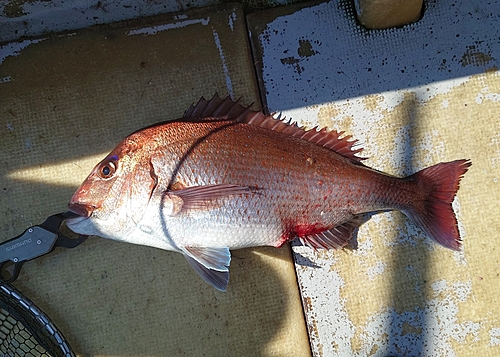 マダイの釣果