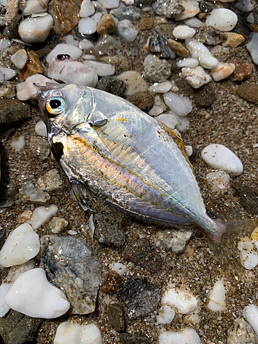 ヒイラギの釣果