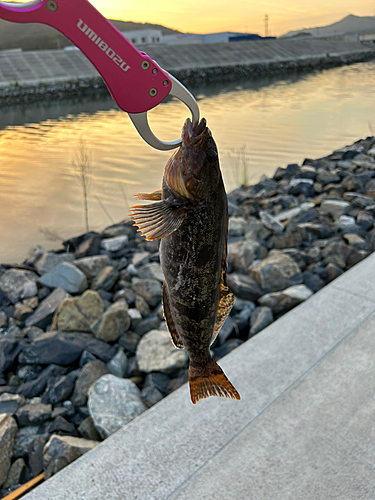 アイナメの釣果