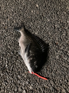 マルタウグイの釣果