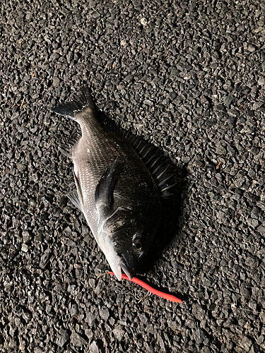 マルタウグイの釣果