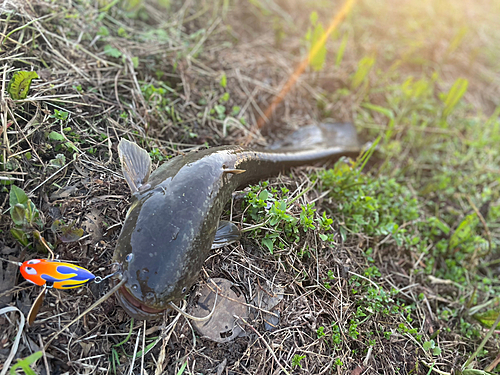 マナマズの釣果