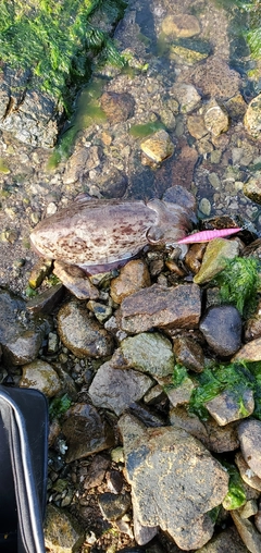 モンゴウイカの釣果