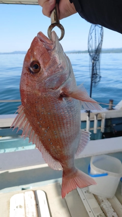 マダイの釣果