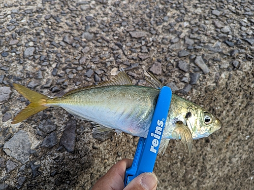 マルアジの釣果