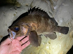 シロメバルの釣果