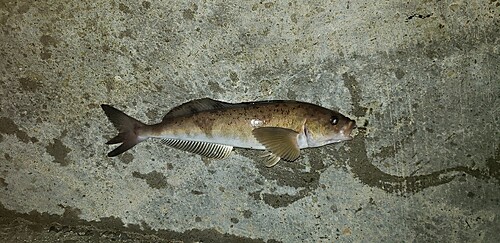 ホッケの釣果