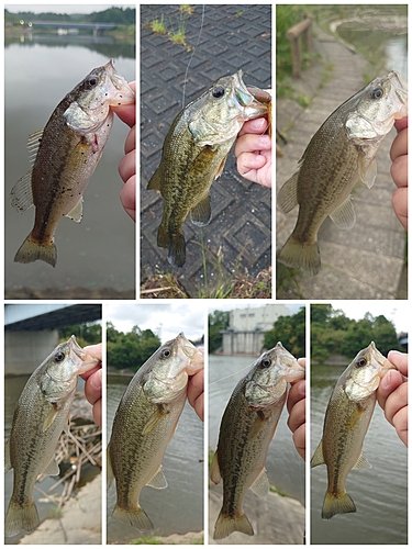 ブラックバスの釣果