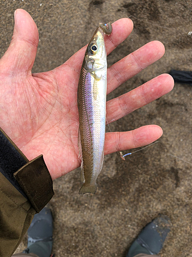 キスの釣果