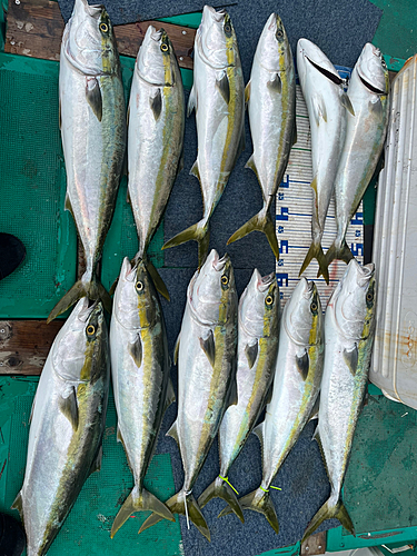 ブリの釣果