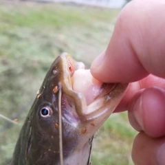 ナマズの釣果