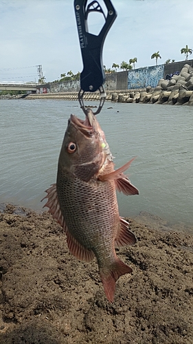 ゴマフエダイの釣果