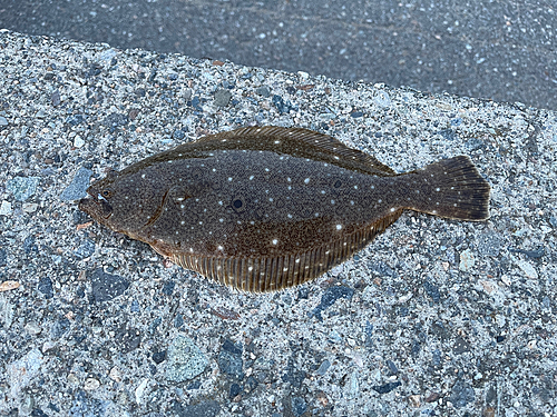 ソゲの釣果