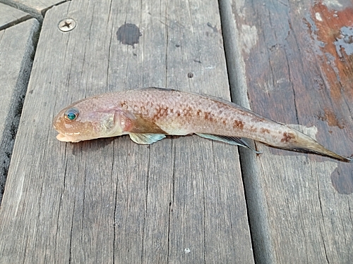 ハゼの釣果