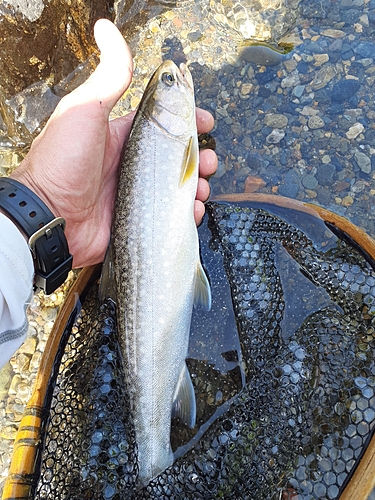 イワナの釣果