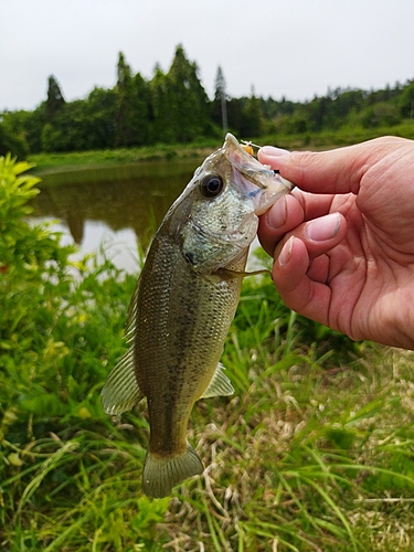 ラージマウスバスの釣果