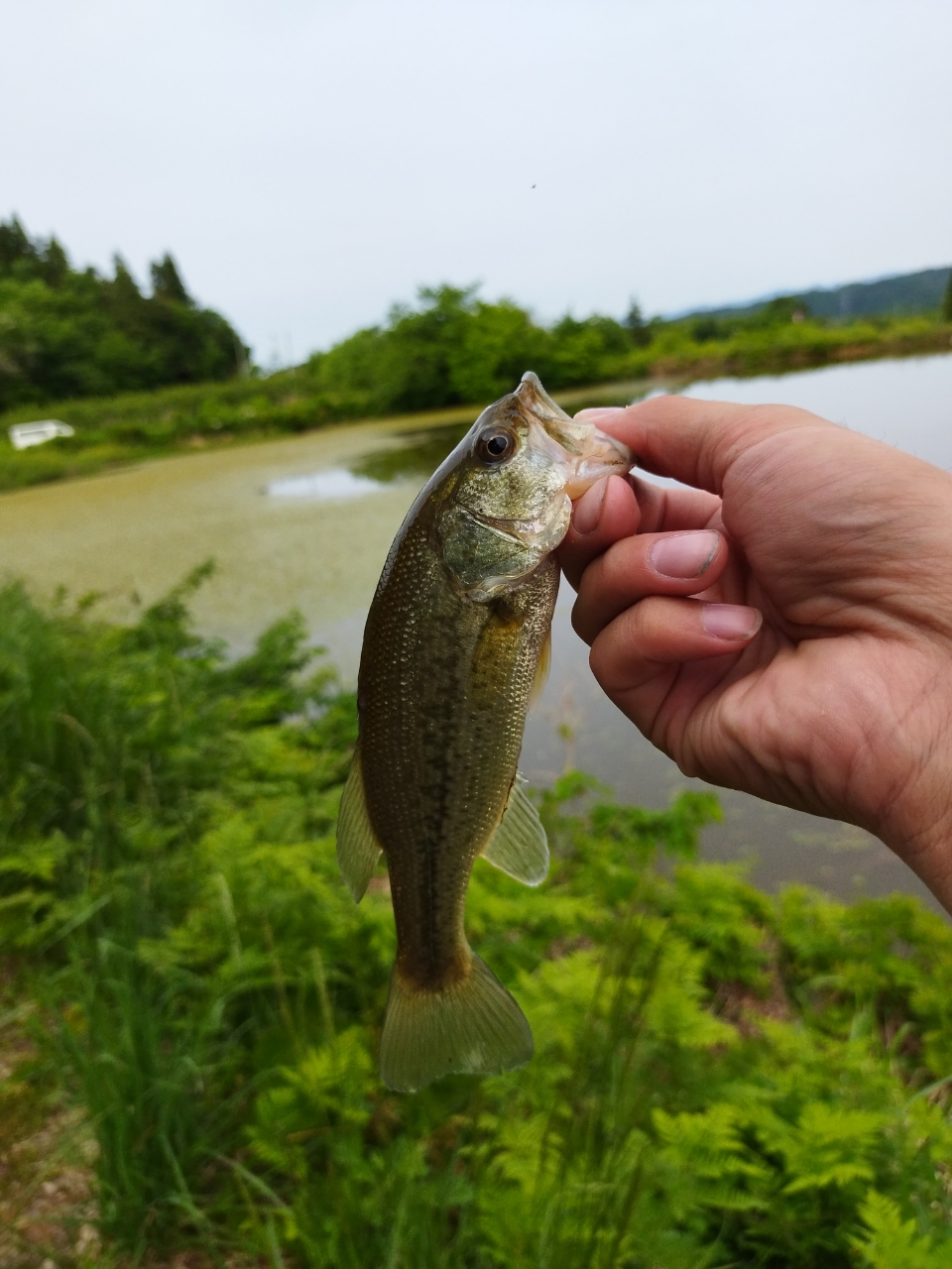 ラージマウスバス