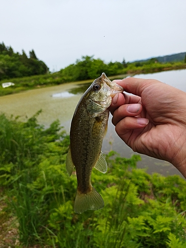 ラージマウスバスの釣果