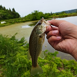 ラージマウスバス