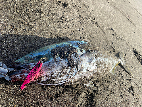 ブリの釣果