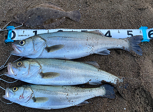 シーバスの釣果