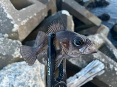 メバルの釣果