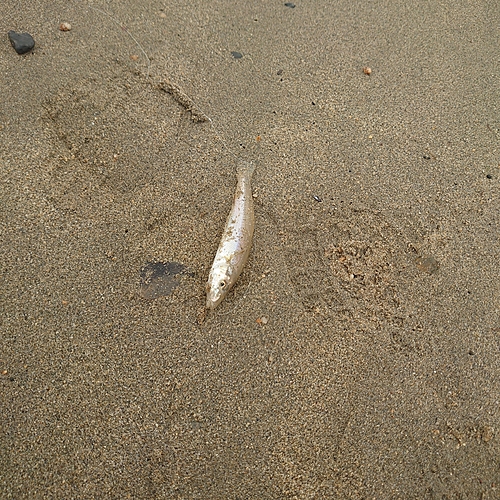 キスの釣果