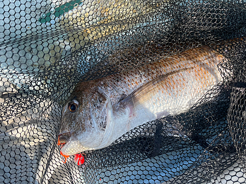 タイの釣果