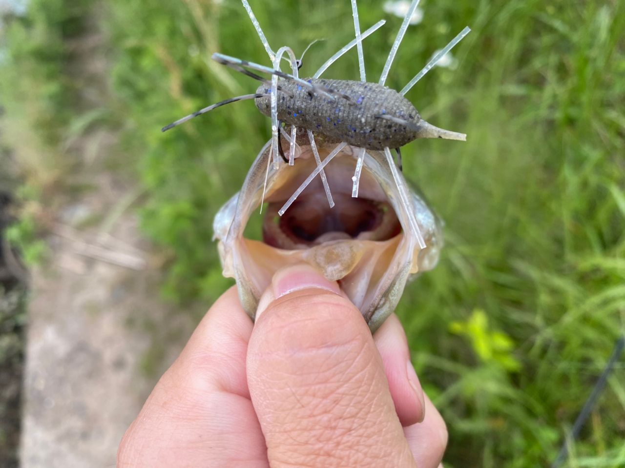 ブラックバス