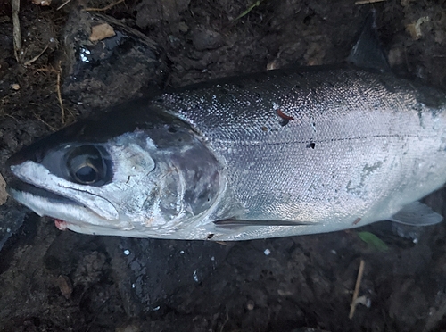 ヤマメの釣果