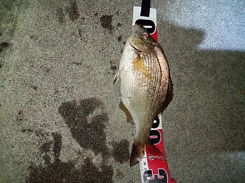 マタナゴの釣果