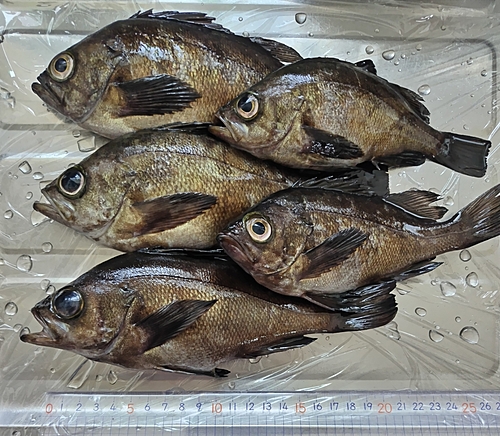 メバルの釣果