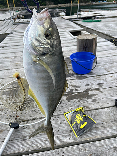 シマアジの釣果