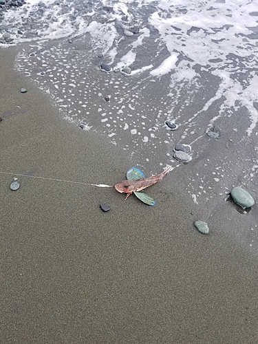 ホウボウの釣果